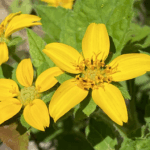 Green-andGoldChrysogonumVirginianum